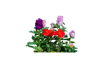 flower plant isolated with clipping path on white background