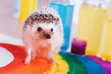  Сute hedgehog runs around the rainbow. Little Pet. Bright colour. Pride day. Gay pride LGBTQ flag.