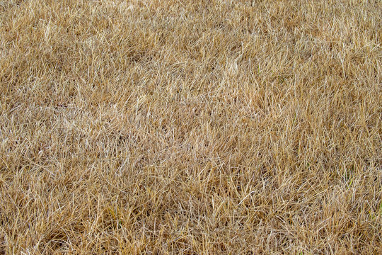 Dry Lawn Grass, Drought. Gardening Problem.