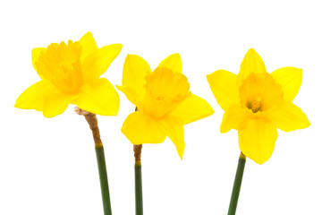 three daffodil