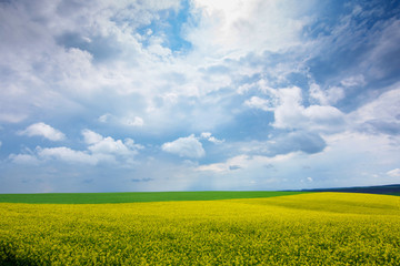 Obraz premium Rapeseed field, Blooming canola flowers close up. Rape on the field in summer. Bright Yellow rapeseed oil. Flowering rapeseed - Image