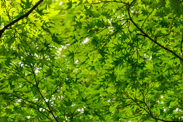 Branch of a maple with green leaves