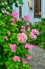 Ajisai blooming in spring and summer