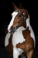 Geschecktes Pferd vor schwarzem Hintergrund 