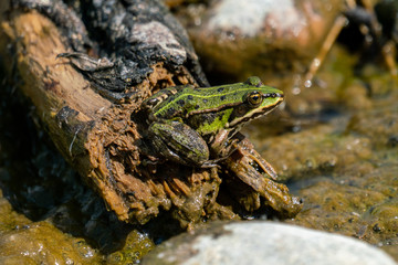 Rana esculenta-  common water frog sunbathing on driftwood in a lake