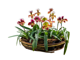 flower plant isolated with clipping path on white background