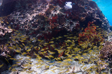 Fototapeta na wymiar School of yellow fish, coral reef, Cozumel, Mexico