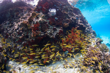 Naklejka na ściany i meble School of yellow fish, coral reef, Cozumel, Mexico