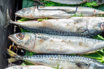 Raw mackerel whole with his head in the grill. Fish for cooking hot smoked.