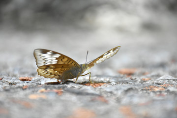 butterfly on a leaf