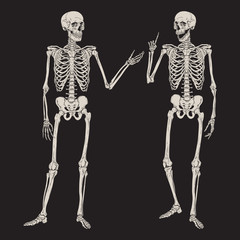 Human skeletons posing isolated over black background vector illustration. Hand drawn gothic style placard, poster or print design.
