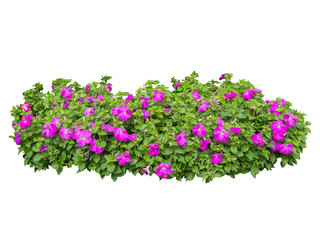 flower plant isolated with clipping path on white background