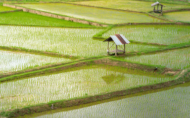 Farming season - Top view green rice fields and cottages in Thailand