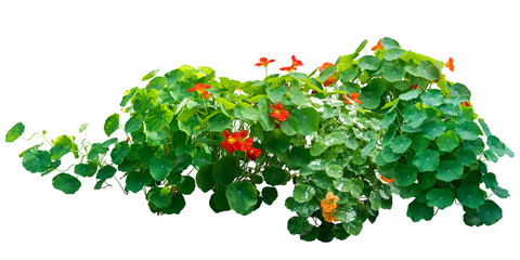 flower plant isolated with clipping path on white background