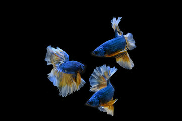 Many betta fish in Thailand