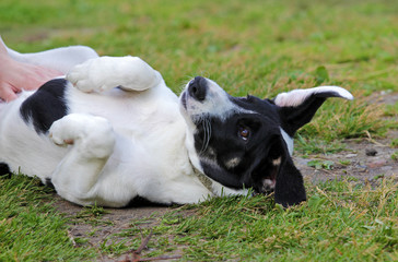 black and white pooch from a dog shelter is lying on its back on the grass, playing with the owner. raising a puppy. take the puppy from the animal shelter. make a friend