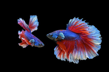 Thai Fighting Fish