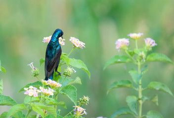 Beautiful Male Purple Sunbird (Nectarinia asiatica) feeding from latana flowers