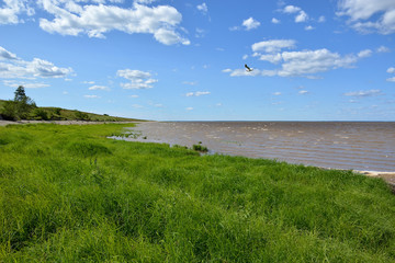 Summer scenery of a lake with verdant grass in the foreground and a blue cloudy sky. Lake Ilmen Novgorod region