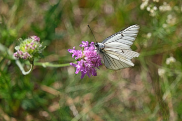 Papillon sur fleur