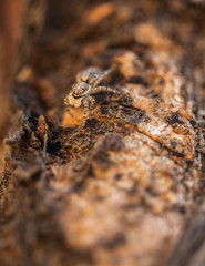 Menemerus fagei jumping spider macro