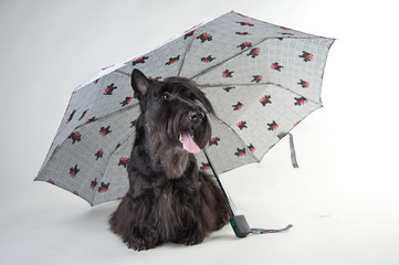 scotch terrier with umbrella isolated on white