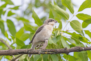 close up of red-backed shrike nestling sitting on branch of tree