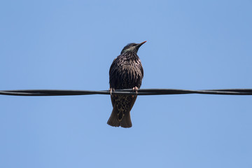 close up of starling sitting on electrical cable