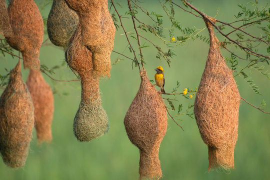 Baya weaver (Ploceus philippinus) with Nesting Colony