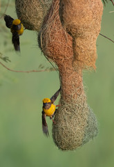 Baya weaver (Ploceus philippinus) with Nesting Colony