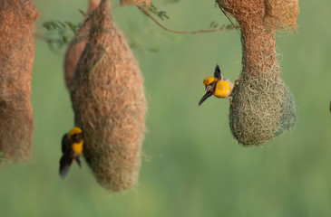 Baya weaver feeding in the morning