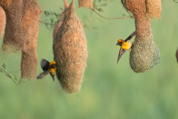Baya weaver (Ploceus philippinus) with Nesting Colony