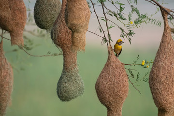 Baya weaver (Ploceus philippinus) with Nesting Colony
