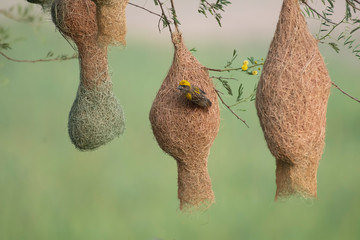 Baya weaver (Ploceus philippinus) with Nesting Colony