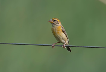 Fototapeta premium Baya weaver on wire