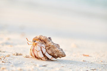 Hermit crab on a beach at Maldives © haveseen