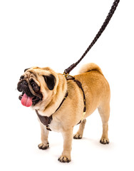 Dog pug. Cute pug on a leash. Isolate on white background