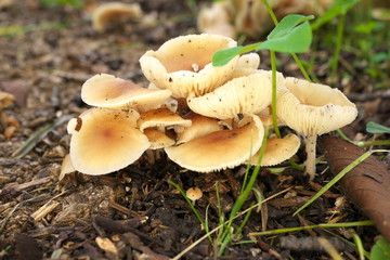 Tokyo,Japan-July 8, 2019: Closeup of Wet pileus of fungus in Tokyo, Japan