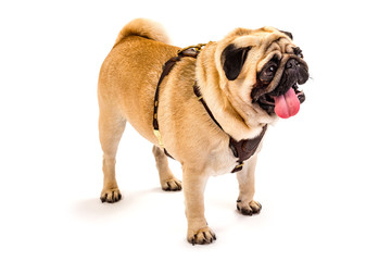 Dog pug. Cute pug in harness. Isolate on white background