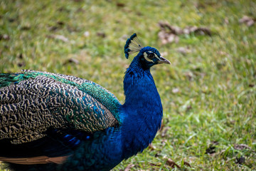 Obraz premium A peacock displaying their feathers