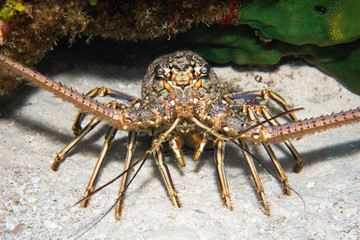 Carribean lobster, Cozumel, Mexico