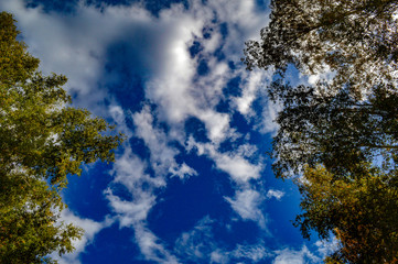 Obraz premium blue sky and trees