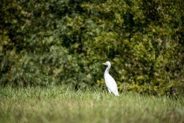 The great egret (Ardea alba), also known as the common egret, large egret, or (in the Old World) great white egret or great white heron is a large, and widely distributed egret.