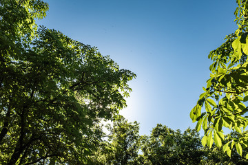 Sun back light shining on green leaves on a blue sky on an environment landscape 