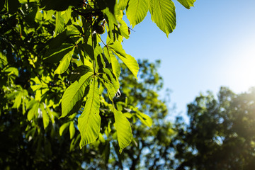 Green leaves backlit on a solid blue sky