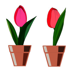 indoor plants in the pot on a white background