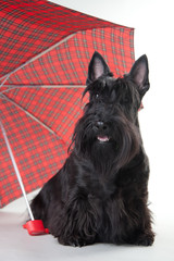 scotch terrier with umbrella isolated on white
