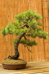 beautiful old bonsai