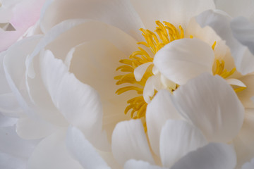 Obraz na płótnie Canvas White peony flower in bloom macro still