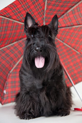 scotch terrier with umbrella isolated on white